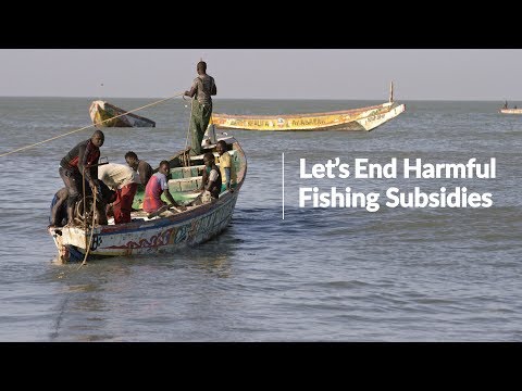 Ending Harmful Fishing Subsidies: Senegal